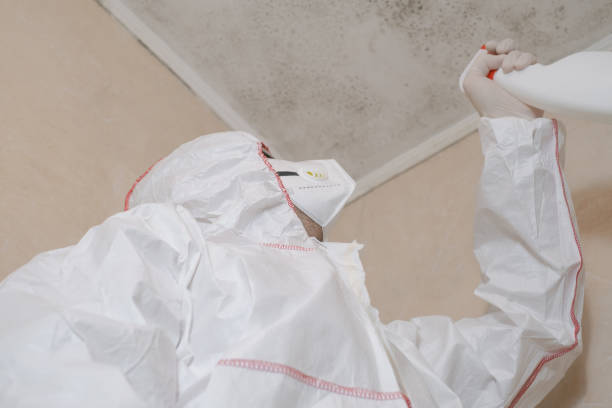 Reliable Arroyo Grande, CA Mold Remediation Solutions